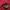 belt D logo  photo 7