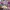 Y2K pink latte mezzo piano tshirt photo 3