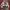 Sportswear Hat Pria brown photo 4