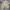 Celana pendek militery us marine corps photo 1