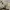 Celana pendek militery us marine corps photo 4