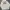 Dickies Streetwear Skater Hoody Pria white photo 1