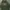 Dickies Streetwear Skater Hoody Pria Green