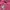 Uniqlo Jacket Puffer Fushia Women photo 9