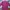 Uniqlo Jacket Puffer Fushia Women photo 5