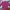 Uniqlo Jacket Puffer Fushia Women photo 3
