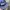 Obey snapback big logo photo 7