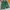 Gucci Luxury Short Pria green black photo 4