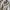 ZARA Luxury Minimalist Leather jacket Wanita tan cream photo 1