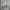 Lazy Daisy Graphic Cross Poem Long Skirt photo 3