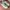 Puma Cali Bold Pastel Parchment Bridal Rose photo 3
