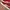 Puma suede classic red photo 5
