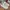 Adidas Stan smith trefoil triple white photo 3