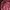 Tracktop Maroon Boxy Adid4s Basic 