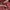 Tracktop Maroon Boxy Adid4s Basic  photo 4