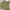 Casual Crop top Wanita green khaki photo 1