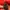 Cp company x Adidas popover goggle jacket in red photo 5
