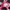 Nike Air Jordan 1 Low Desert Berry photo 6