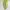 Adidas Sneakers Pria green photo 5