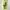 Adidas Sneakers Pria green photo 2