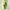 Adidas Sneakers Pria Green