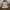 Dickies sacramento outer veterano photo 2