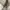 Coach Vintage Coquette Shoulder bag Wanita white photo 6