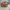 Coach Vintage Shoulder bag Wanita brown photo 1