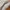 Coach Vintage Shoulder bag Wanita brown photo 8