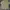 Dickies Casual Casual shirt Pria khaki photo 1