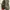 Adidas Sneakers Pria green photo 5