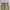 Workpant Dickies 874 Khaki photo 4