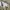 Workpant Dickies 874 Khaki photo 7