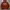DICKIES 1922 BROWN HOODIE photo 1