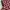 kemeja crop graphic kotak kotak photo 4