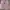 Luaran pearl one size new photo 1