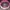 New Balance Pink Sun Cap photo 6
