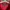Polo Ralph Lauren Red Minimalist Polo Shirt photo 4