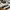 Adidas Indie Casual Sneakers Pria white tan photo 2