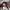 Adidas Handball Spezial Burgundy Women photo 7
