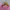 Chrome Hearts Matty Boy Vanity Pink photo 5