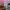 Chrome Hearts Matty Boy Vanity Pink photo 6