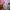 Chrome Hearts Matty Boy Vanity Pink photo 7