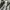 Lengan 3/4 Sanghai Design United photo 7