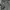 Jacket Parka DC Shoe USA Gray photo 3