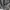 Jacket Parka DC Shoe USA Gray photo 2