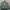 Hoodie Zipper Motif Army Squa Tident Authentic photo 1