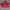 Balen Red Hot photo 3