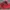 Balen Red Hot photo 2