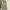 Dog House Y2K Casual Short Pria tan khaki photo 2